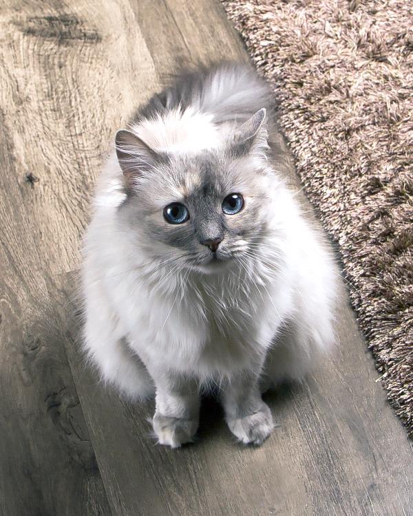 /Images/uploads/Humane Society of Utah/HSU2018/entries/4141thumb.jpg